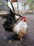 Short legged bantam chicken