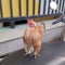 short-legged Bantam chicken