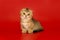 Short-legged, Scottish fold kitten