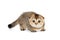 Short-legged, Scottish fold kitten