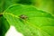 short-legged spider on a green leaf