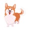 Short-legged Welsh Corgi with Brown Coat in Standing Pose Vector Illustration