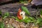 A Short Life Of The Fly Agaric (Latin Amanita Muscaria)