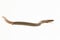 The short-limbed supple skink or Linnaeus\\\'s writhing skink lizard (Lygosoma quadrupes) on white background