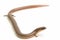 The short-limbed supple skink or Linnaeus\\\'s writhing skink lizard (Lygosoma quadrupes) on white background