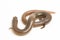 The short-limbed supple skink or Linnaeus\\\'s writhing skink lizard (Lygosoma quadrupes) on white background