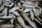 Short mackerel  Rastrelliger brachysoma  fishes