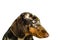 Short marble Dachshund Dog, hunting dog, isolated over white background, close up