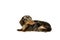 Short marble Dachshund Dog lying is looking away, hunting dog, isolated on white background.
