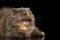 Short Munchkin Cat on Isolated Black background