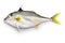 Short-nose tripod fish, silver horse-fish, helicopter fish, gimma