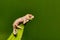 Short-nosed deceptive chameleon, Calumma fallax, juvenile, Ranomafana National Park, Madagascar wildlife