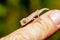 Short-nosed deceptive chameleon, Calumma fallax, juvenile, Ranomafana National Park, Madagascar wildlife