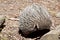 the short nosed echidna is eating ants