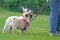 Short nosed fawn pug dog on leash with white french bulldog in background