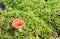 Short Orange Mushroom in Moss