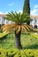 Short palm tree