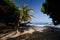 Short palm tree near entry to Puako Beach