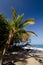 Short palm tree near entry to Puako Beach