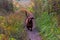 Short paws brown friendly playful adult dog approaching camera on dry dirt road pathway