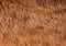 Short smooth brown lama fur. View from above. Closeup