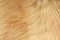 Short smooth light brown lama fur. View from above. Closeup