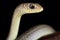Short-snouted grass snake Psammophis brevirostris