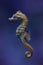 Short-snouted seahorse Hippocampus hippocampus.