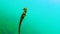 Short-snouted seahorse Hippocampus hippocampus. Black Sea. Ukraine