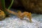 Short snouted seahorse - Hippocampus hippocampus in the family Syngnathidae. It is endemic to the Mediterranean Sea and parts of t