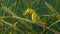 Short-snouted seahorse Hippocampus hippocampus in the thickets of sea grass Zostera. Black Sea. Odessa bay