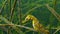 Short-snouted seahorse Hippocampus hippocampus in the thickets of sea grass Zostera. Black Sea. Odessa bay