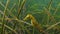 Short-snouted seahorse Hippocampus hippocampus in the thickets of sea grass Zostera. Black Sea. Odessa bay