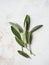 Short sprigs of fresh sage on a gray background