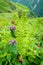 Short-stalked catmint, Nepeta subsessilis purple flowers and buds in the foothills of the Himalayas. Himachal Pradesh