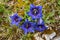 Short-stemmed gentian in the mountains