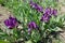 Short stems with purple flowers of dwarf irises