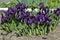 Short stems with purple flowers of dwarf irises in April