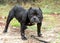 Short stocky black English Bulldog mix dog with cropped ears