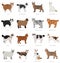 Short tail type bob cats. Domestic cat breeds and hybrids collection isolated on white. Flat style set