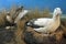 Short-tailed albatross family