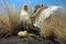 Short-tailed albatross mother and chick