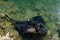 A short tailed black stingray is hunting along the shore for food