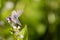 A short tailed blue on the flower of water pepper