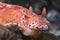 Short Tailed Ceratosoma Nudibranch