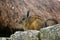 Short-tailed chinchilla Chinchilla chinchilla, Machu Picchu, Aguas Calientes, Peru