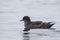 Short-tailed petrel which sits on the water foggy overcast