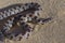 Short tailed snake (Lampropeltis extenuata) on sugar sand, great detail