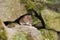 Short-Tailed Vole (Microtus agrestis)