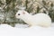 Short tailed weasel portrait